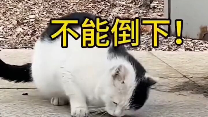 اتضح أن حبكة الأثرياء في الروايات لم تكن تكذب عليّ أبدًا... #قطط #حيوانات أليفة لطيفة