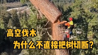 高空伐木，为什么不直接把树切断？  #科普 #解压 #伐木工 #高空伐木 #冷知识