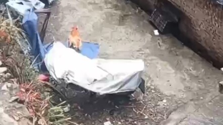 Two chickens were fighting, and one accidentally fell off the steps. The kid’s reaction a second lat