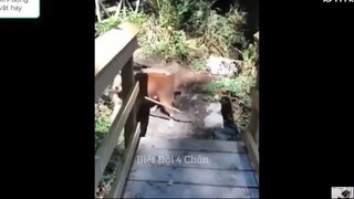 Khoảng khắc các động vật yêu thương nhau quá đà hay vcl-phần 10