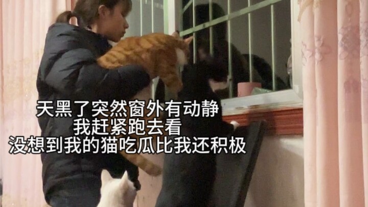 Ada pemiliknya, pasti ada kucingnya.