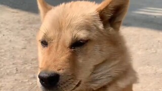 狗：又放假了？