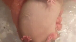 Mencuci tikus sepertinya ibuku mencuci lobak.