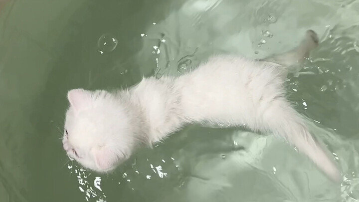 What a revelation! It’s the first time I’ve seen a kitten swim.