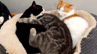 Precious Cuddly Cats 4K