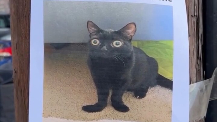 Take a selfie in front of this cat and email it to me.