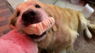 [Hewan]Memberi makan Golden Retriever dengan roti kukus