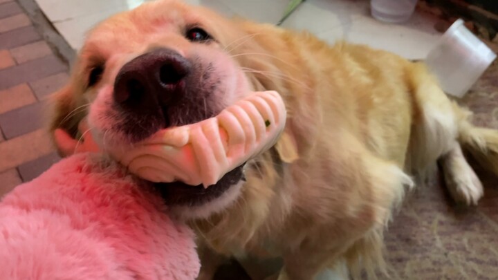 [Động vật]Cho chó Golden Retriever ăn bánh mì hấp