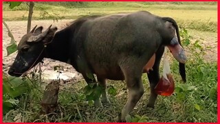 See How The Carabao Suffer Just To Born A Baby Carabao.