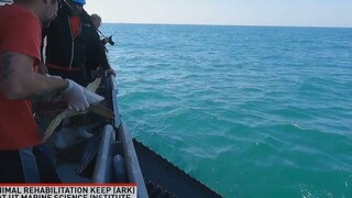 เต่าทะเลคืนสู่มหาสมุทรหลังได้รับการช่วยเหลือ