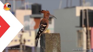 Burung disebut sebut dalam Al-Quran