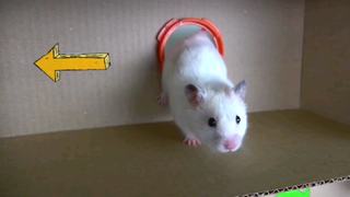 ชีวิตหนูแฮมสเตอร์ EP 37