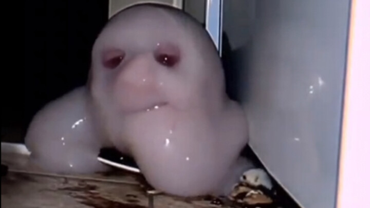 Sulit  Kerang ❺❷