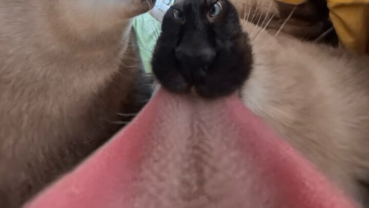 My cat won’t let me keep using the 360 camera.