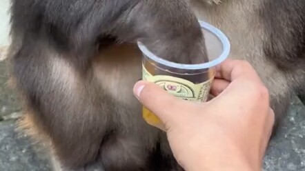 انشرها، كل من لا يأكل الكزبرة هم "ما لاؤو"!