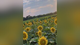 Đi chụp ảnh hoa hướng dương nè các bạnnn🌻🌻🌻 sunflower photoshoot slow slowmo fyp foryou haveniceday