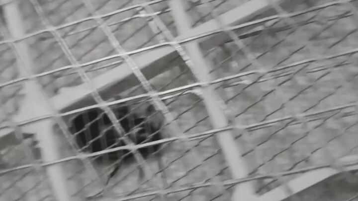 Con gián miền Nam đáng yêu này sau khi bị điện giật vẫn không chết, và thế là bánh răng định mệnh đã