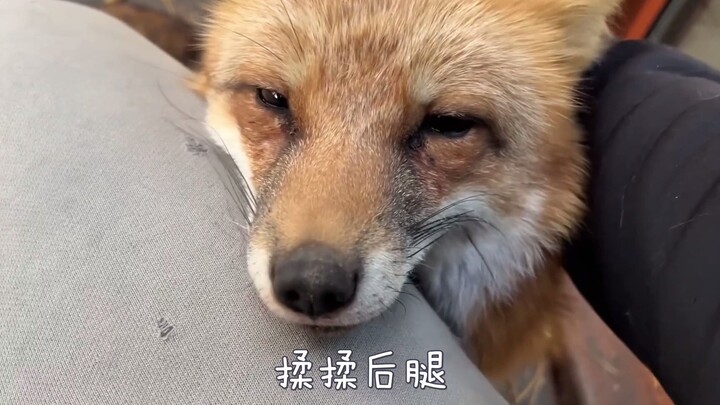 Look, doesn’t this little fox look just like your girlfriend when she’s just woken up?