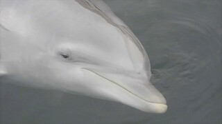 The Common Bottlenose Dolphins Song