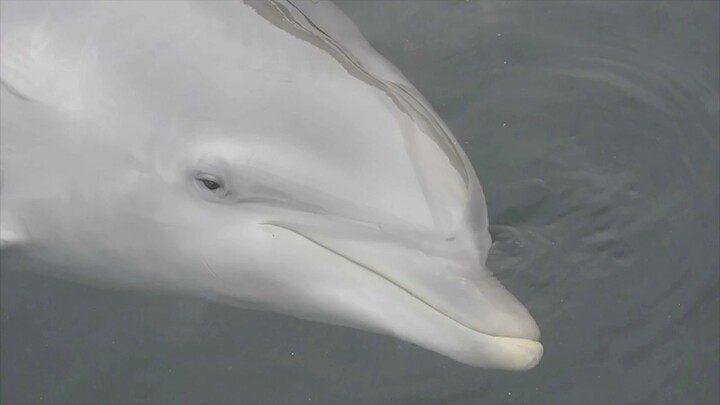 The Common Bottlenose Dolphins Song