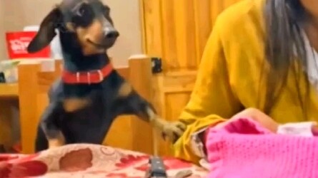 สุนัขที่เข้าใจความรู้สึกของมนุษย์ตัวหนึ่ง เมื่อแฟนสาวมาที่บ้านครั้งแรก สุนัขก็รีบเข้าไปทักทายเอง ท่า