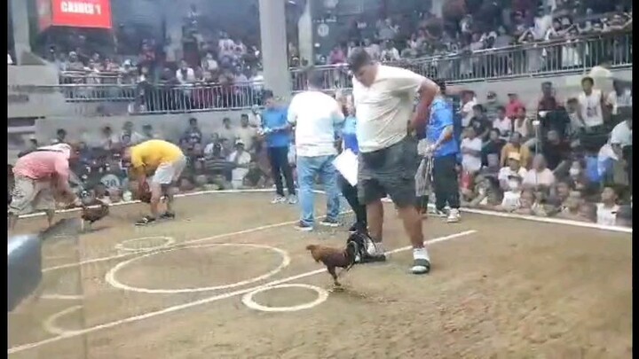 DMCA 2 Hits Ulutan Champion 1st Fight -BS 2nd Fight - Bakla Black