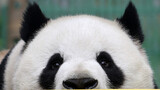【大熊猫萌兰】萌兰把支撑树的架子拆了，看得大家目瞪口呆。2021.7.10.摄于北京动物园