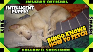 BINGO KNOWS HOW TO "FETCH" (Without Reward) |JMLizay Official #dogtricks #fetch #doglover #petlover