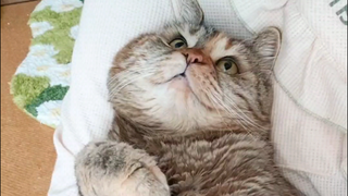 我们有理由相信猫的祖先是咕咕鸡