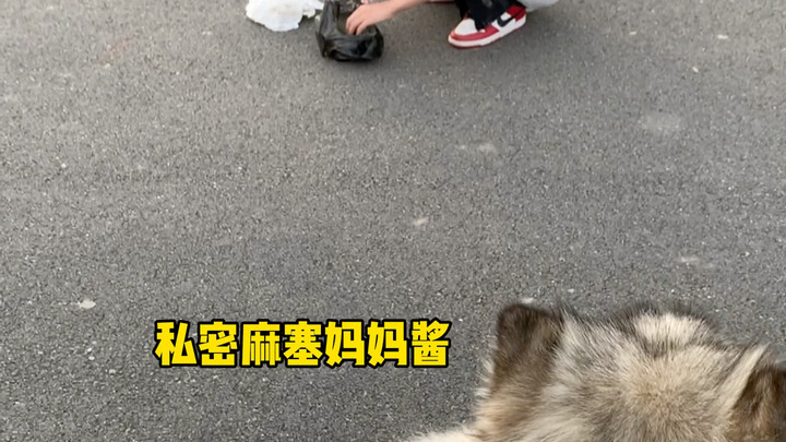 Nuôi chó khác thì phải dọn phân, nuôi Alaska thì phải nâng niu cả đống phân.