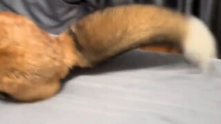 As soon as you touch the red fox's tail, it starts yelping nonstop.