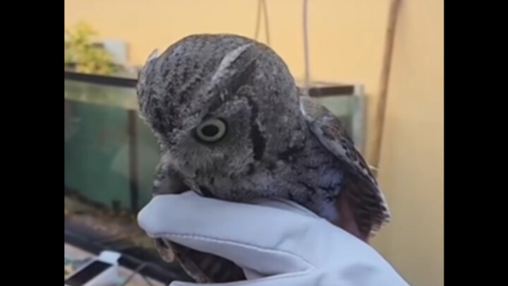 🦉🦉🦉