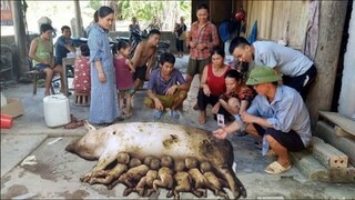 Hàng Trăm Người Dân Kéo Đi Xem Heo Đ,ẻ Ra 8 Đứa Be' Trai