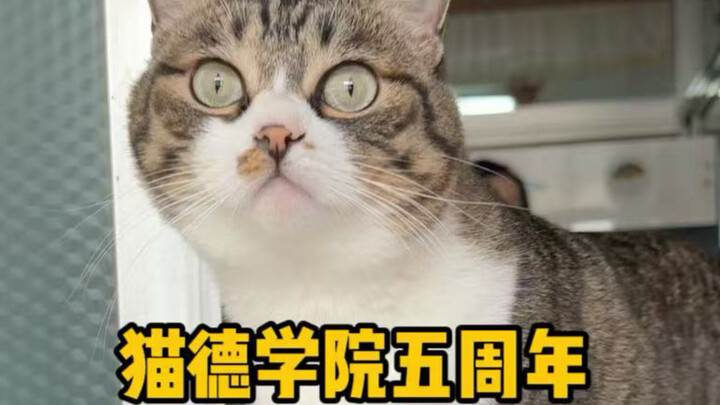Học viện Mèo Đạo kỷ niệm 5 năm – Hành trình thăm lại những chú mèo đã tốt nghiệp 5 năm trước
