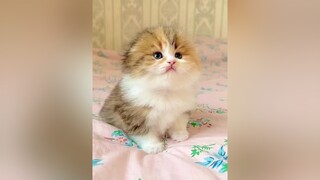 Cám ơn nhà Xòi, nhà Cô Na, nhà Gấu và all các bạn 🥰 mèo cat