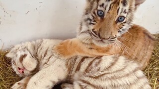 Cảm giác khi vuốt ve một chú hổ con ấm áp