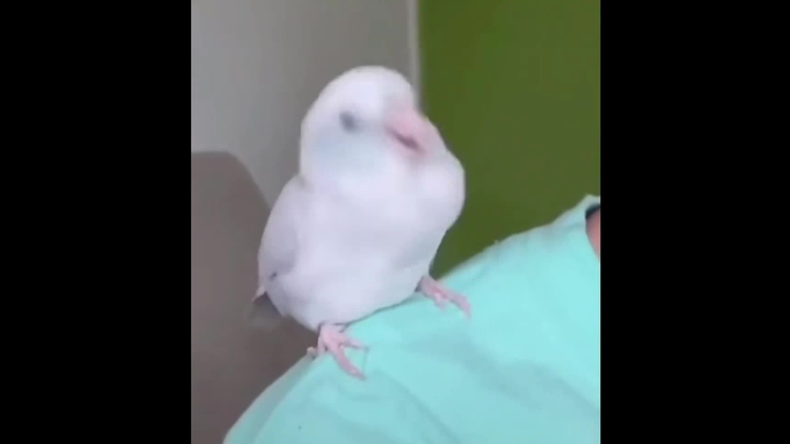 Who can resist a dancing parrot~~~ BGM: SeeTinh