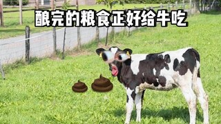 【Hoàng Cường Cường】Bách chiết bất nãn! Càng thất bại càng dũng cảm!