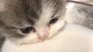 For a kitten drinking milk, wearing headphones has a miraculous effect~
