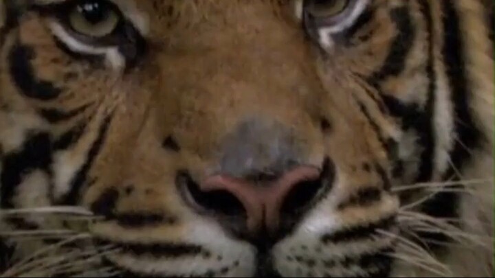 Harimau Sumatera (Panthera tigris sumatrae)