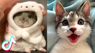 Adorable TikTok Pets that Will Make your Day Better 100% 🥰