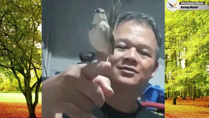 Ciblek Gunung Ambyar | Lepas Sangkar Malah Ngebren
