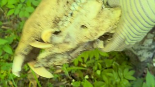 Một ngày thực sự dành cho người đi bộ đường dài ở núi Trường Bạch.