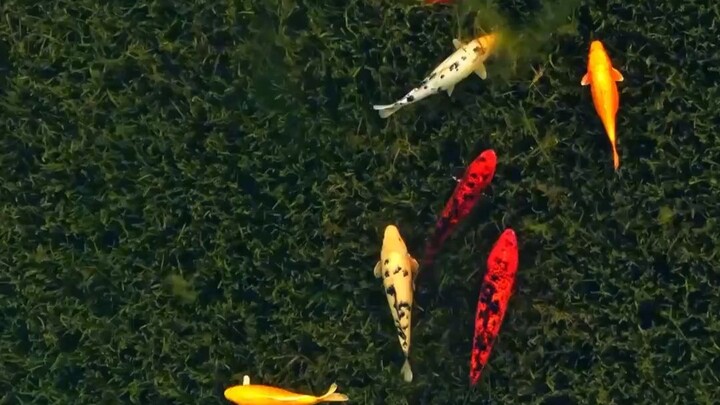 前狼假寐，盖以诱敌