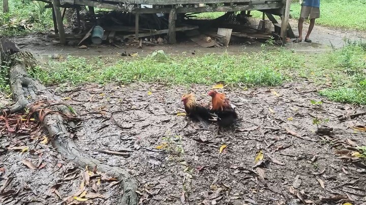 Sabaw² sa maulan na panahon 🐓🫡