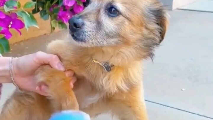 Cepetan cuci kaki si bayi anjing yang baru pulang main di sawah～