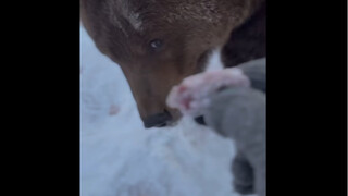 🐻 الدب الروسي الأليف لا يأكل سوى الحلويات والعسل، فخاف الجد من سوء التغذية وأجبر الدب الصغير على أكل