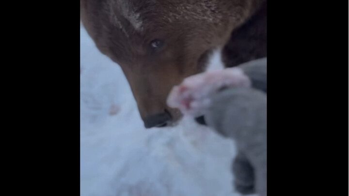 🐻 A domesticated bear in Russia only eats sweets and honey. Grandpa, worried about its malnutrition,