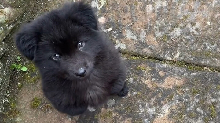 The neighbor’s puppy is calling me out to play again.