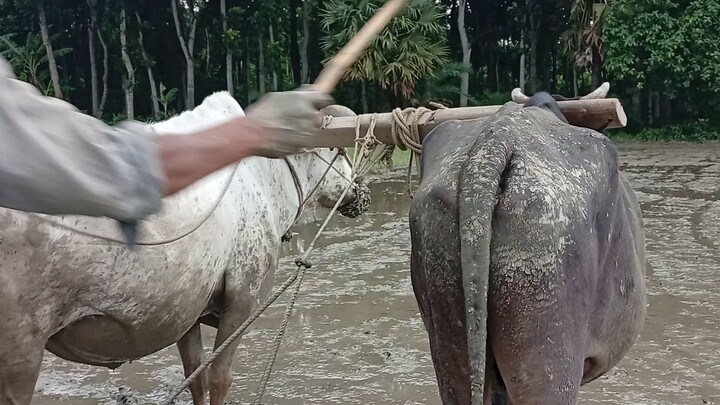 Bangladesh Farmer life